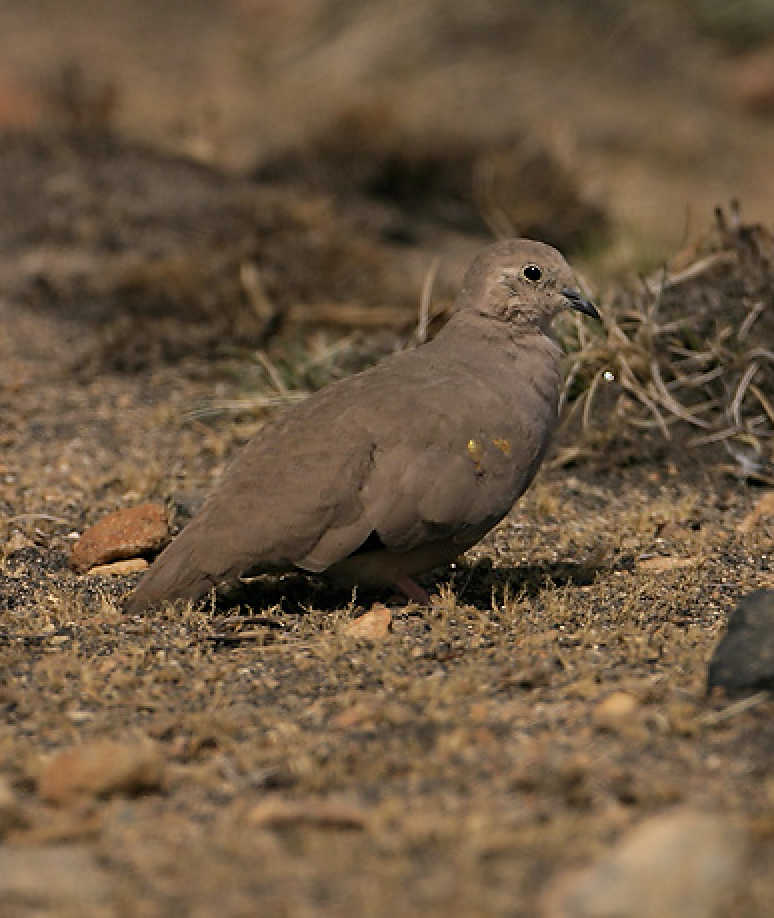 Golden-spotted Ground Dove - ML470964421