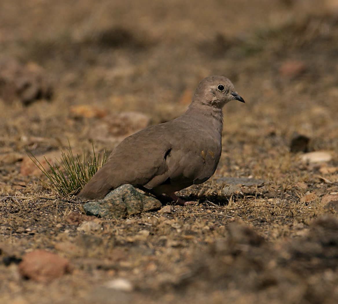 Golden-spotted Ground Dove - ML470964441