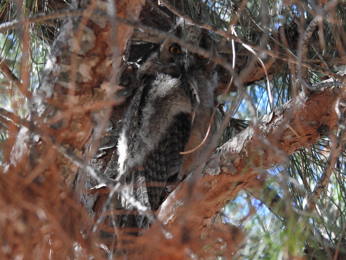 Long-eared Owl - ML470965481