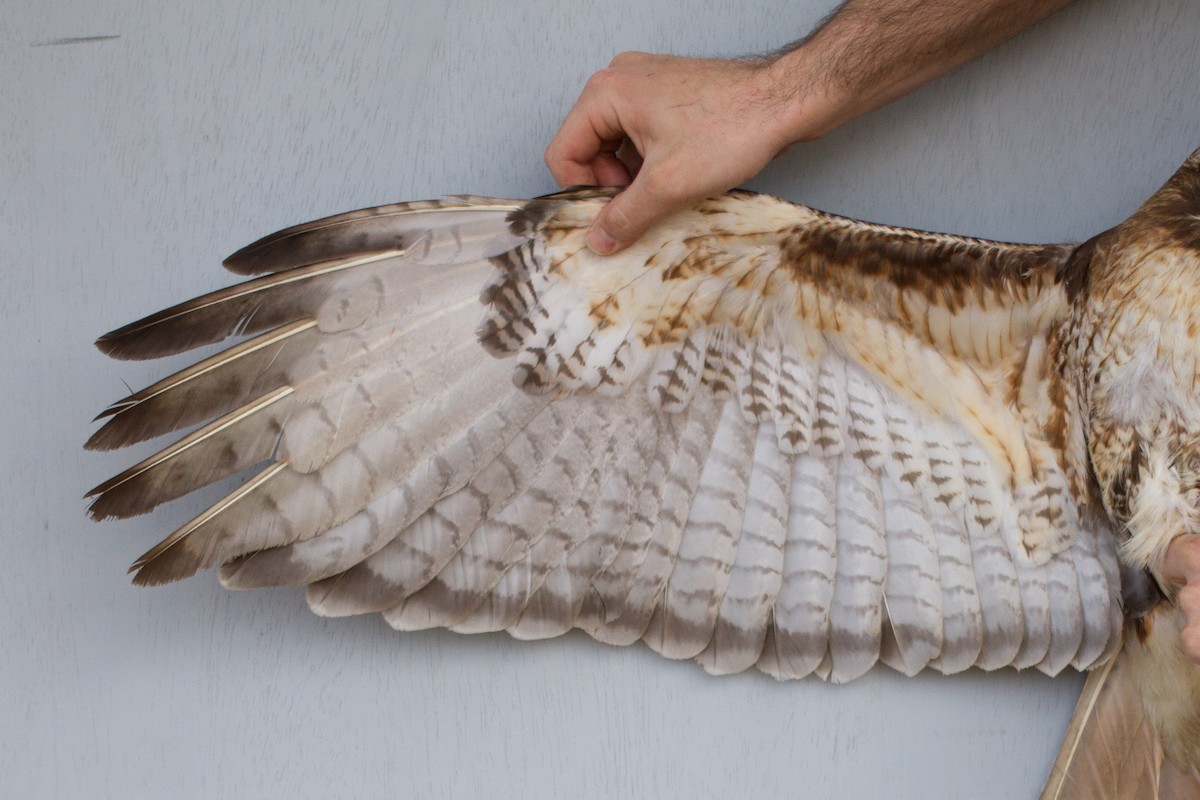 Red-tailed Hawk (abieticola) - ML470970371