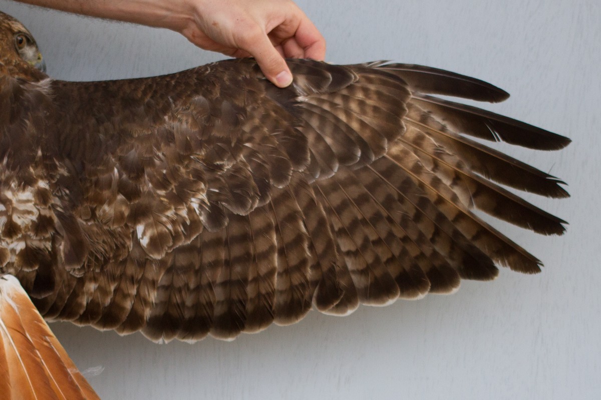 Red-tailed Hawk (abieticola) - ML470970381