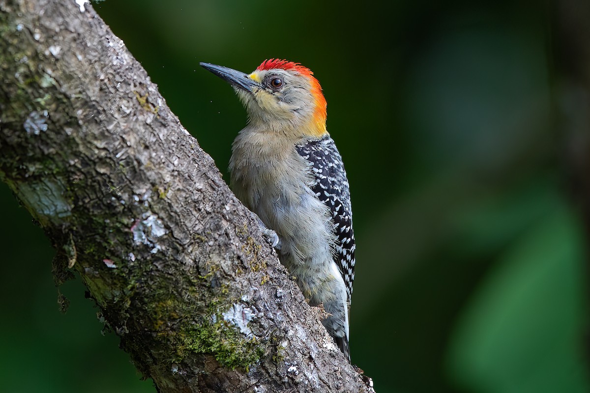 Red-crowned Woodpecker - ML470970451