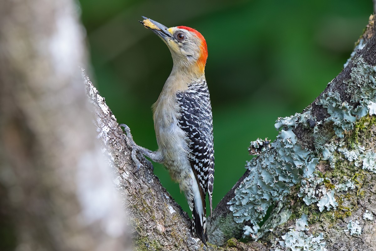 Red-crowned Woodpecker - ML470970471