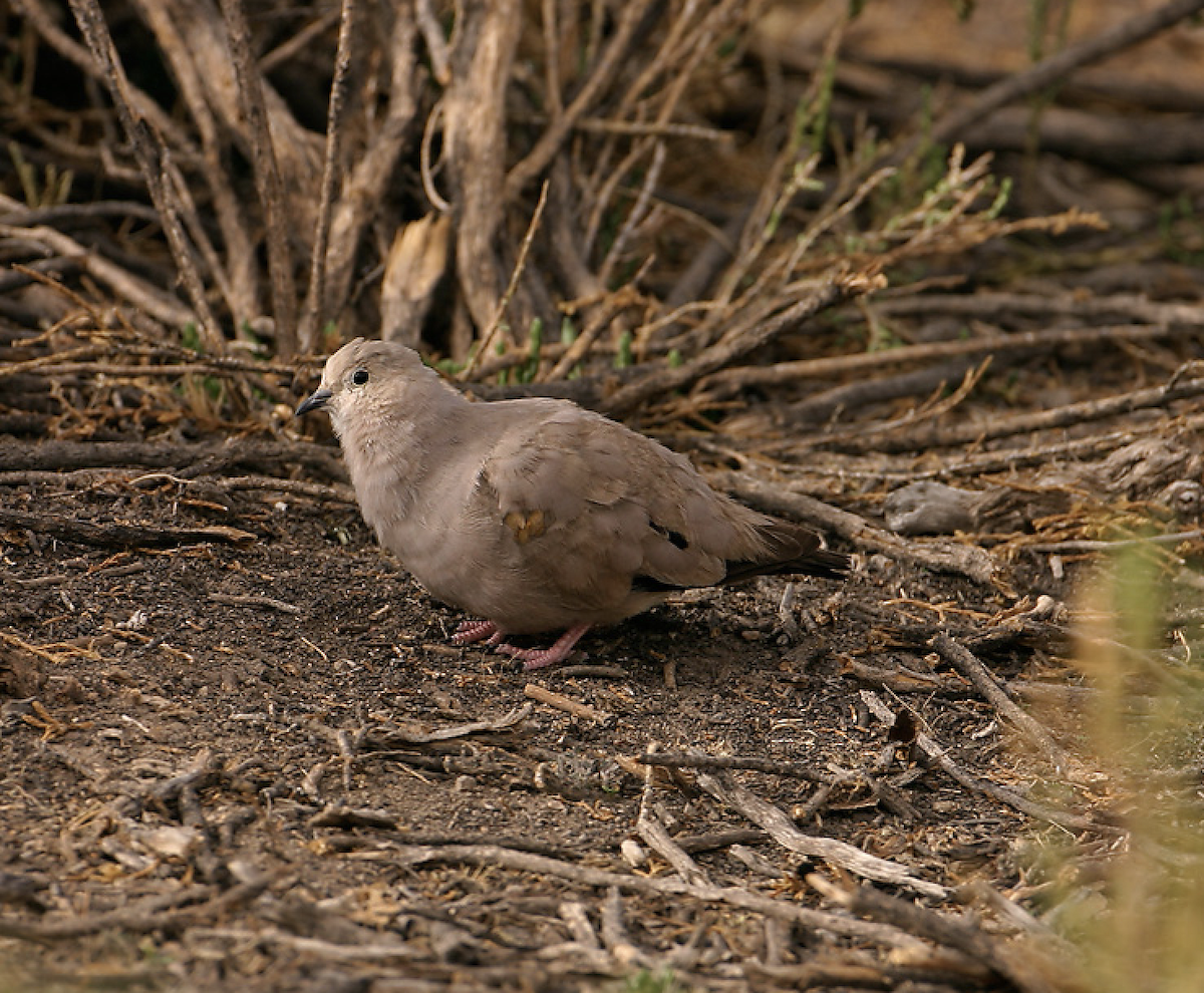 Golden-spotted Ground Dove - Joseph Tobias