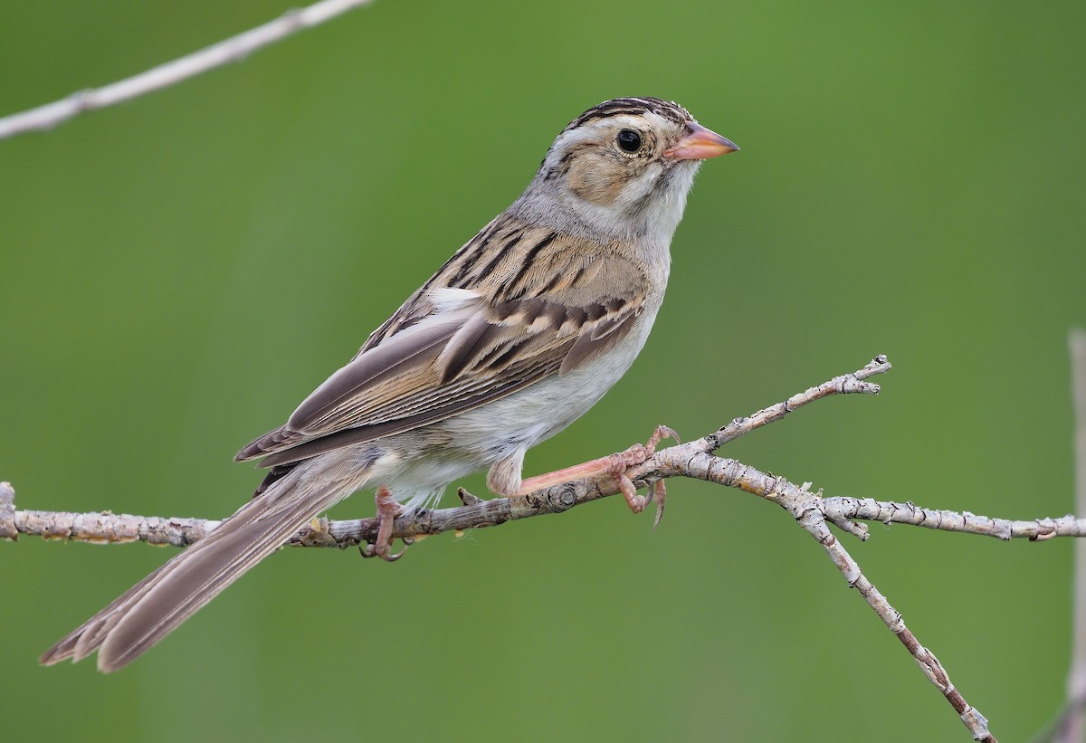 Clay-colored Sparrow - ML470984081