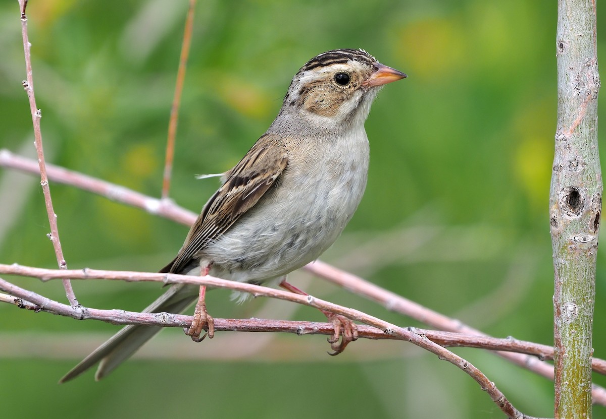 Clay-colored Sparrow - ML470984101