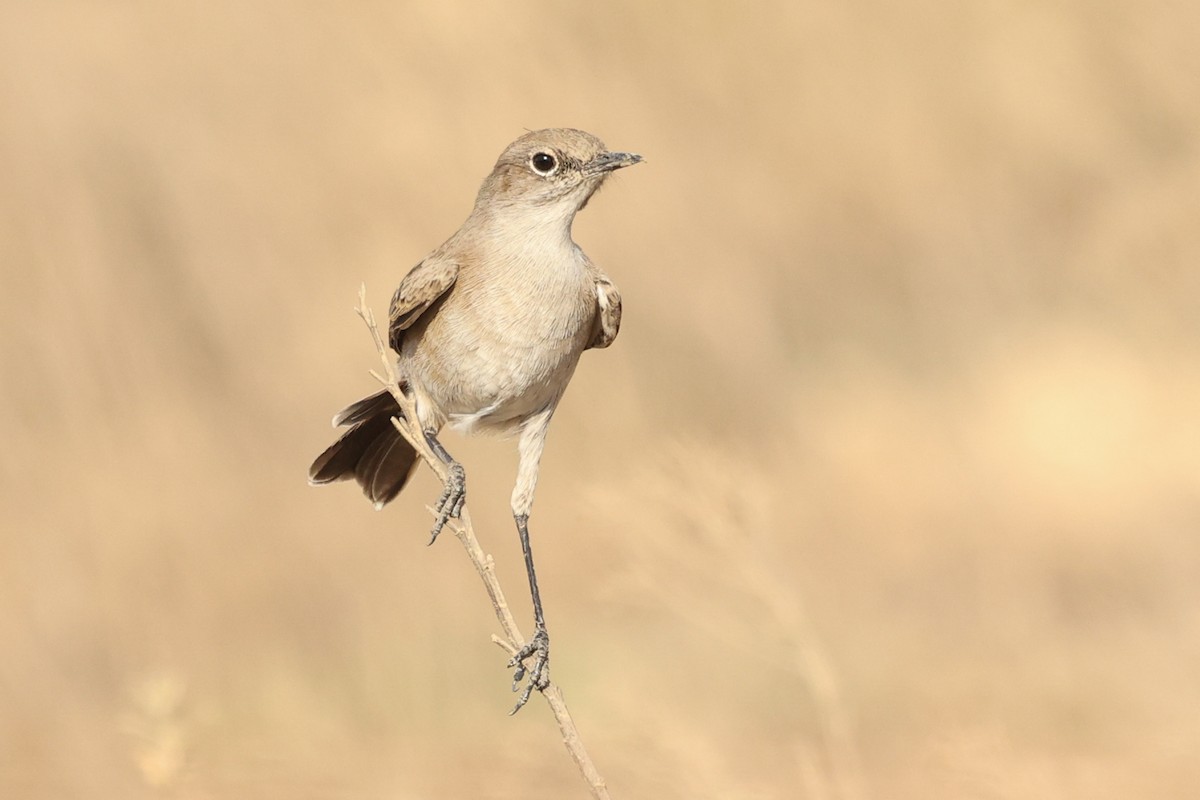 Sickle-winged Chat - Daniel Engelbrecht - Birding Ecotours