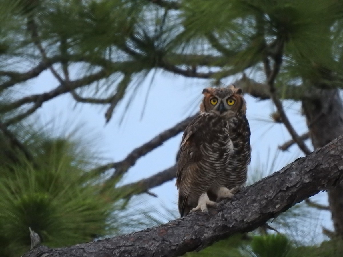 Great Horned Owl - ML470994781