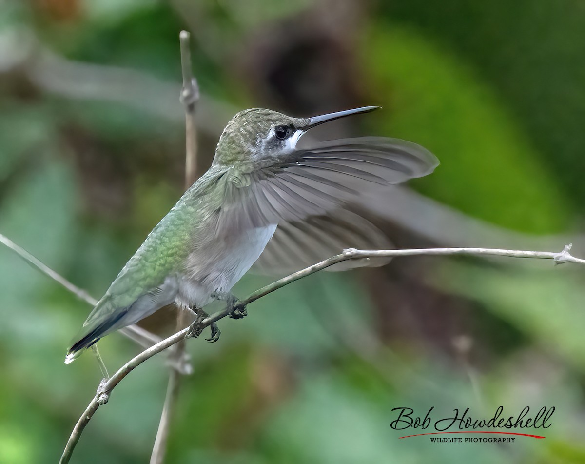 Ruby-throated Hummingbird - ML470995011