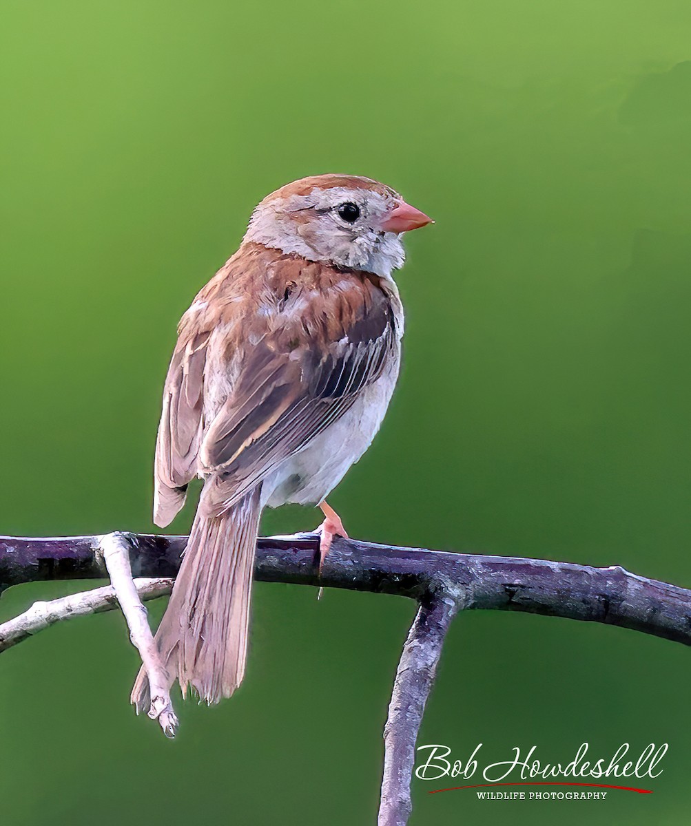 Field Sparrow - ML470995591