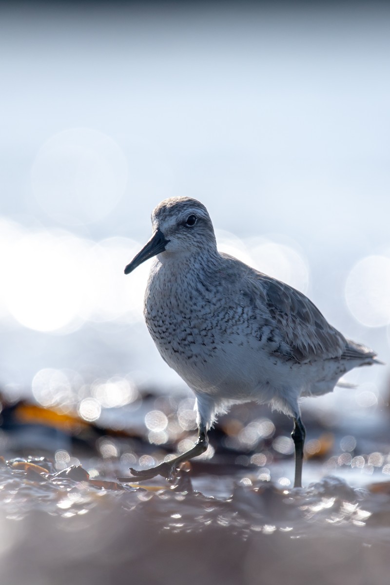 Red Knot - ML471002601