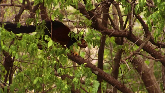 Indian giant squirrel - ML471004