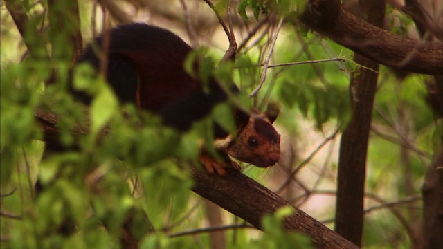 Indian giant squirrel - ML471005