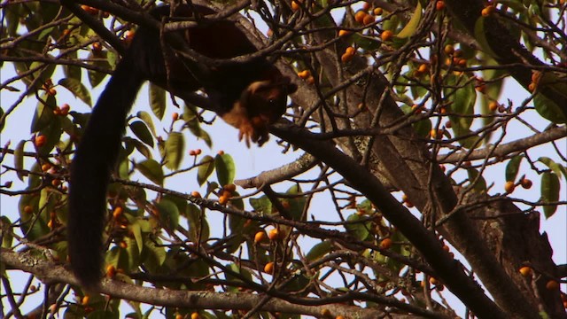 Indian giant squirrel - ML471008