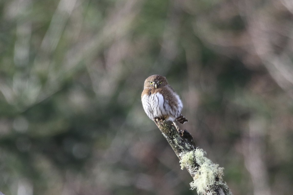 Northern Pygmy-Owl (Pacific) - ML47102531
