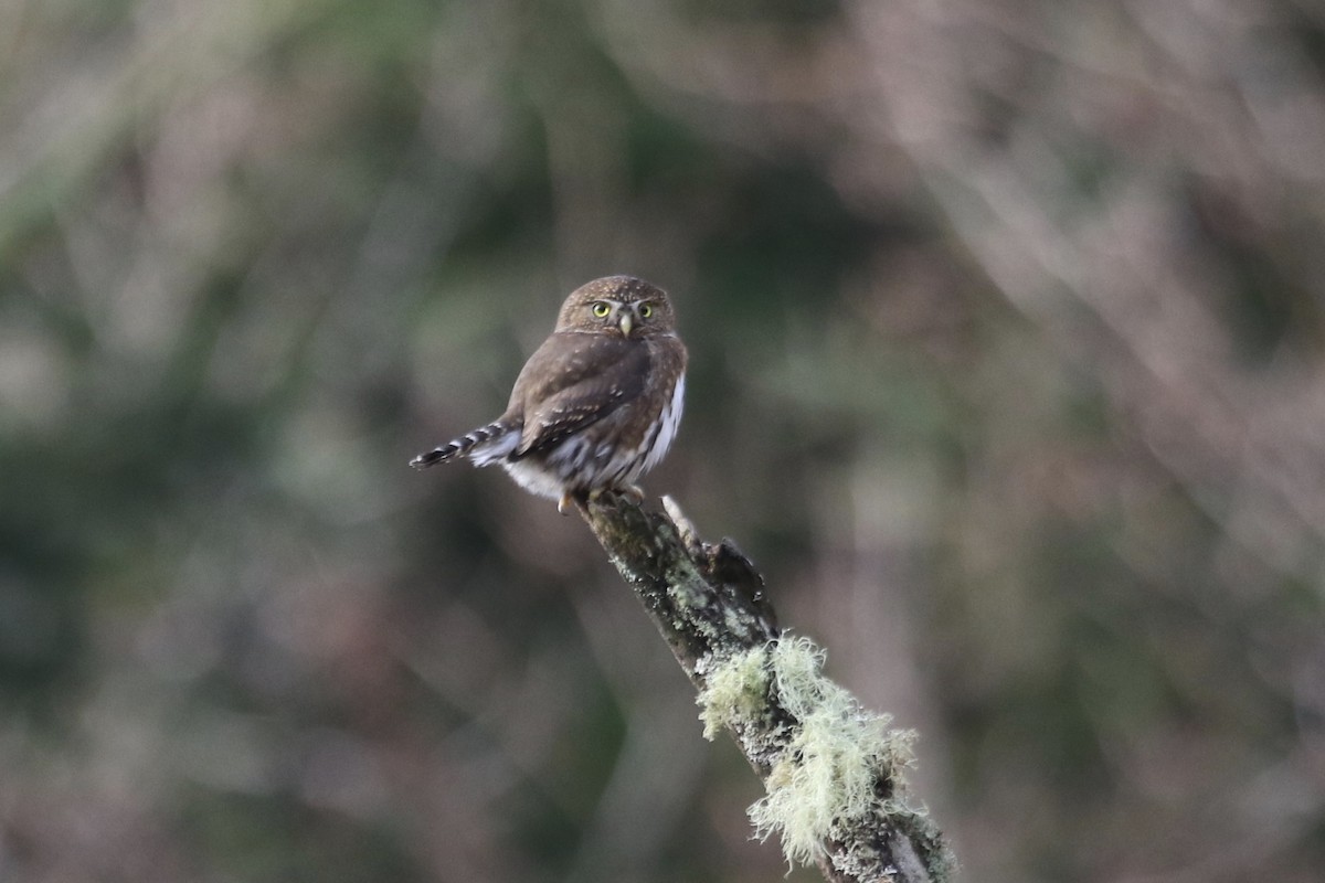 Northern Pygmy-Owl (Pacific) - Eric Heisey