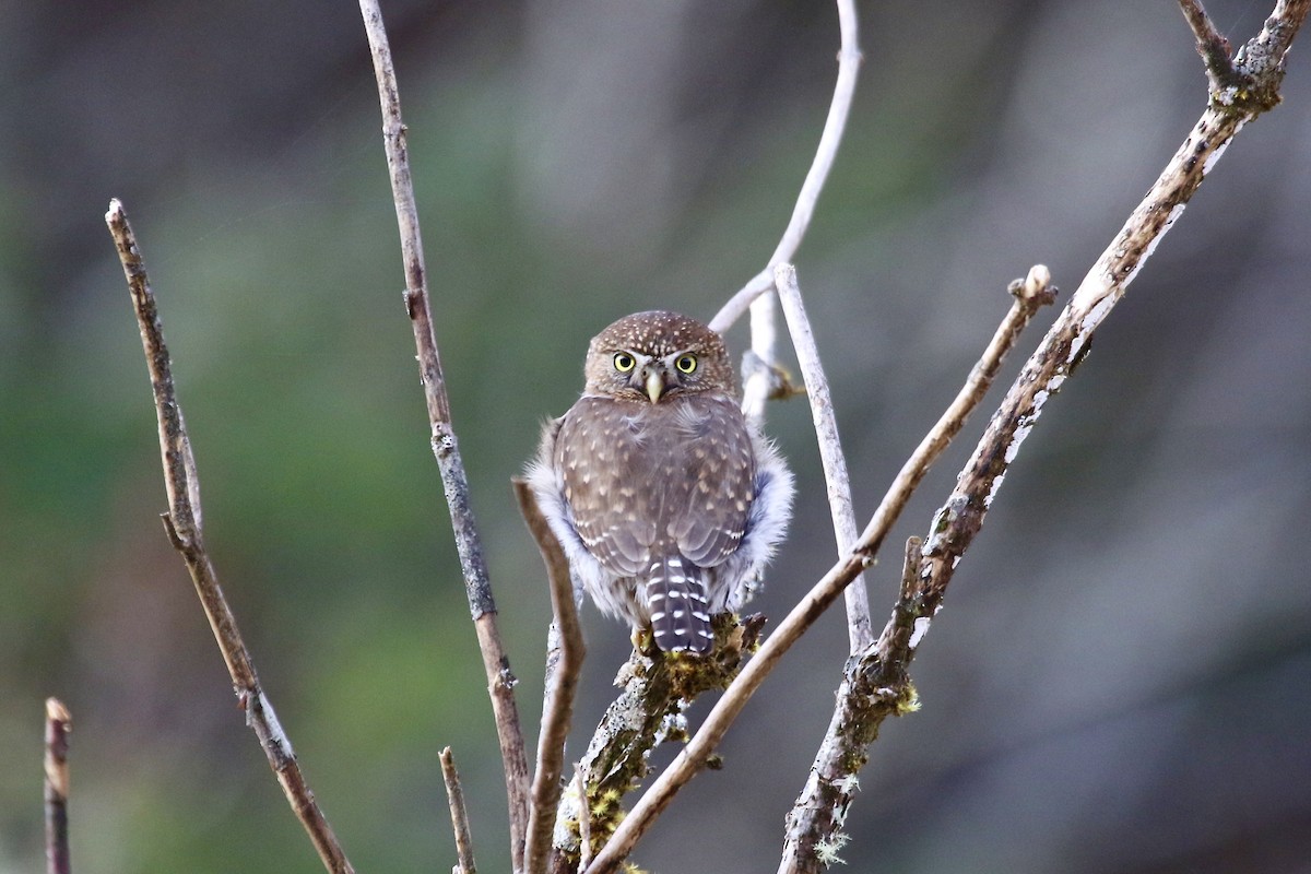 Northern Pygmy-Owl (Pacific) - Eric Heisey