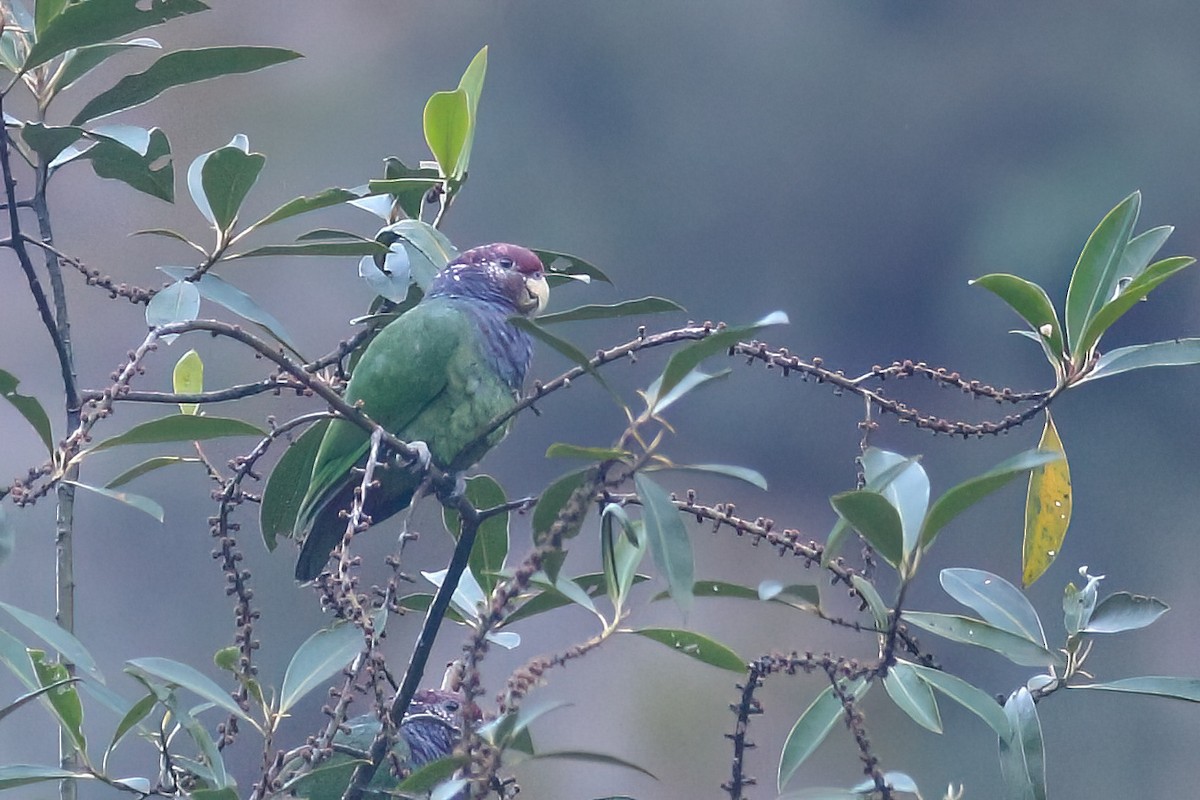 Speckle-faced Parrot (Plum-crowned) - ML471026821