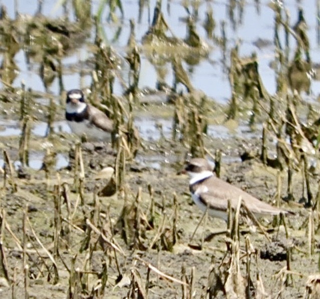 Semipalmated Plover - ML471027441
