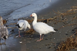 Snow Goose, ML47102791