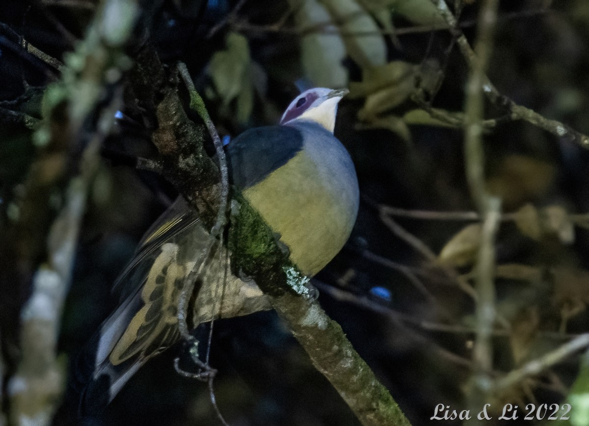 Red-eared Fruit-Dove (Red-eared) - ML471031451