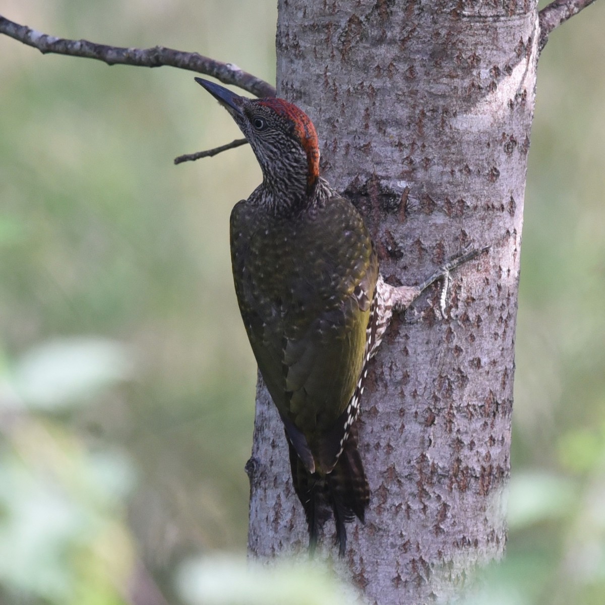 Eurasian Green Woodpecker (Eurasian) - ML471032001