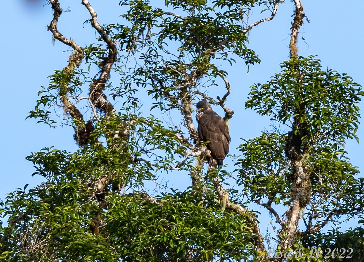 Sulawesi Hawk-Eagle - ML471032451