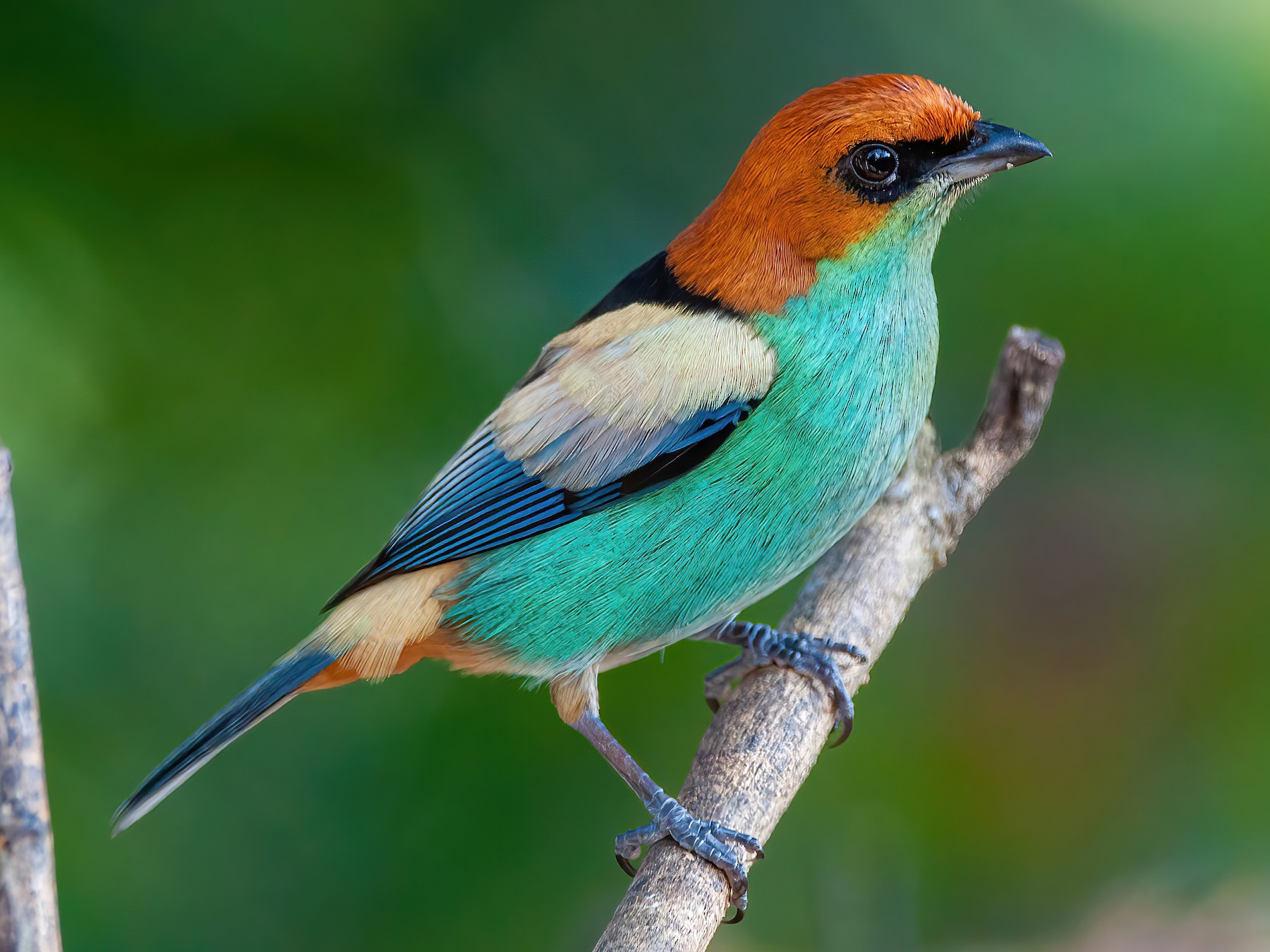 Black-backed Tanager - Raphael Kurz -  Aves do Sul