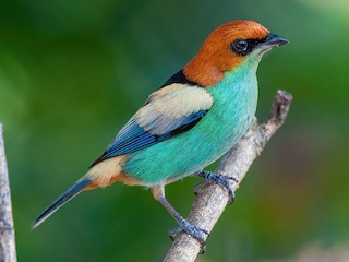  - Black-backed Tanager