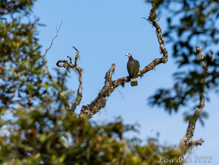 White-bellied Imperial-Pigeon - ML471032821