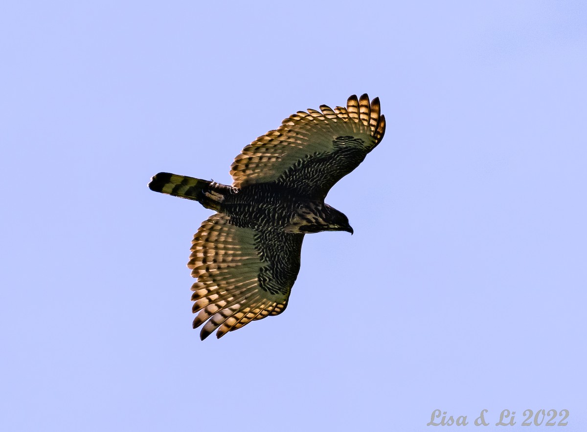 Sulawesi Hawk-Eagle - ML471035001
