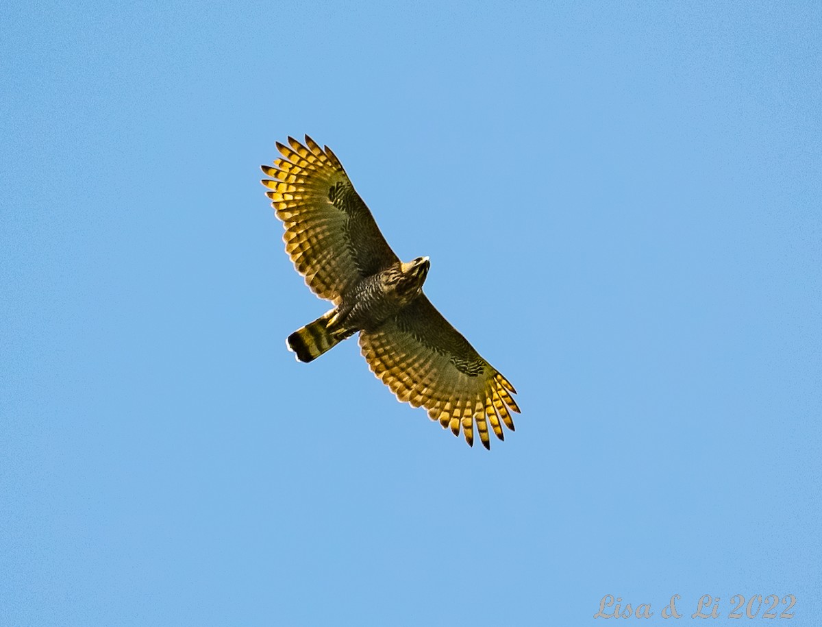 Sulawesi Hawk-Eagle - ML471035041