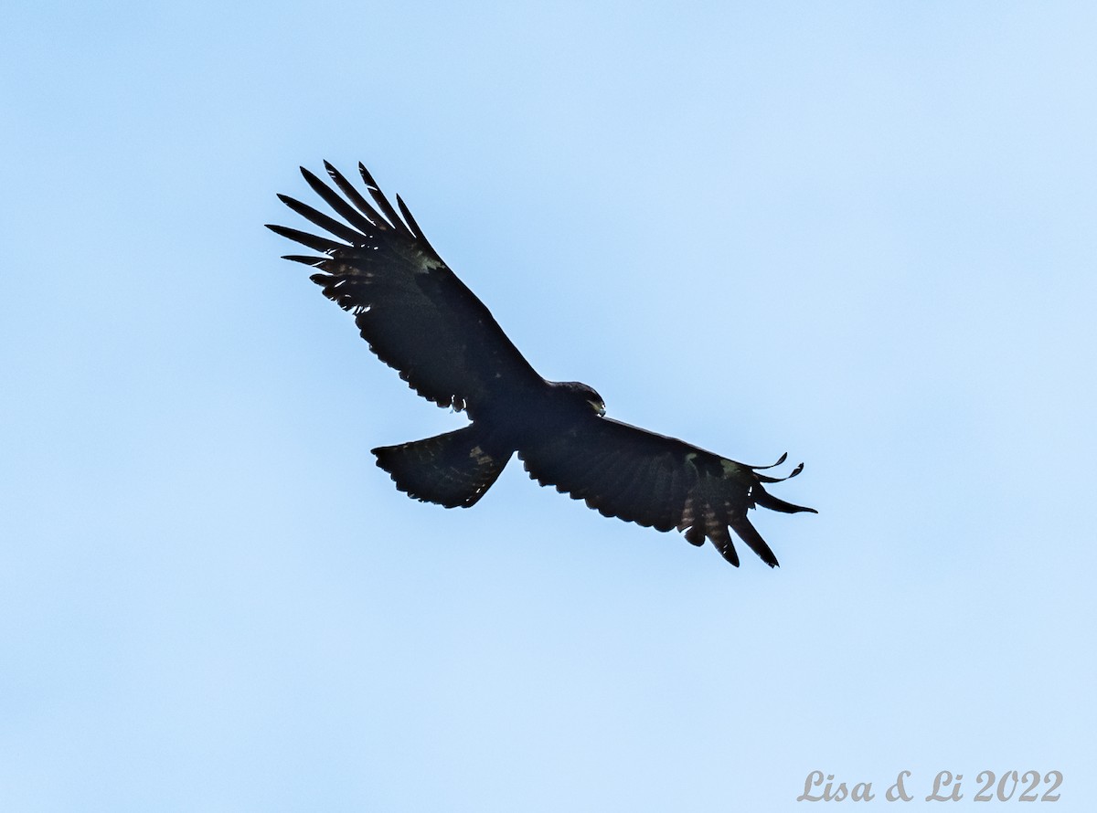 Black Eagle - ML471036221