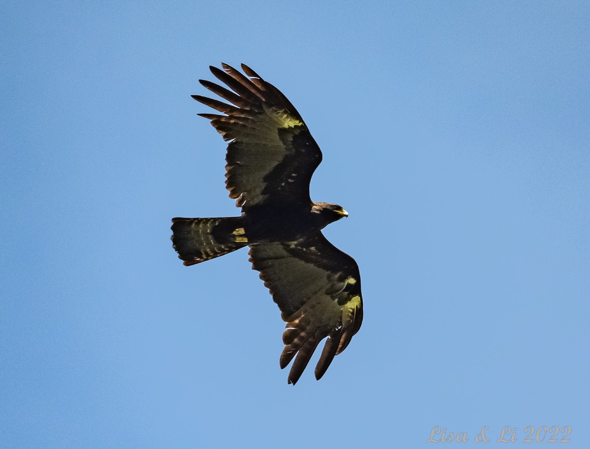 Black Eagle - ML471036331