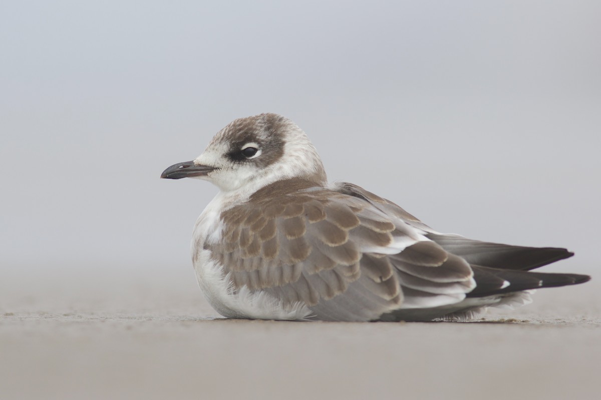 Franklin's Gull - Nathan Dubrow