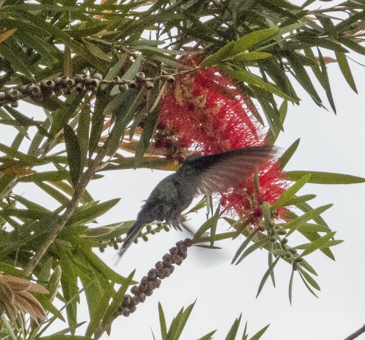 Swallow-tailed Hummingbird - ML471036641