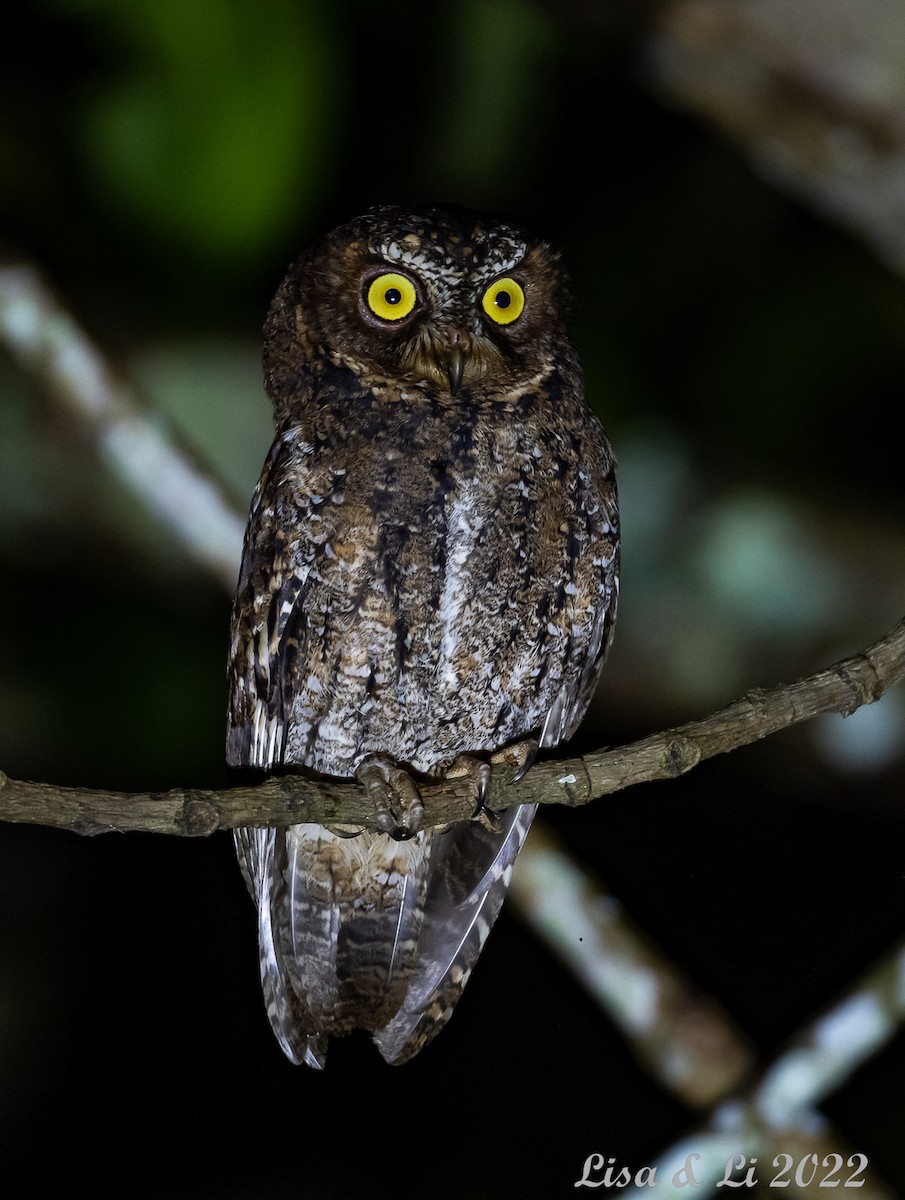 Sulawesi Scops-Owl - ML471038261