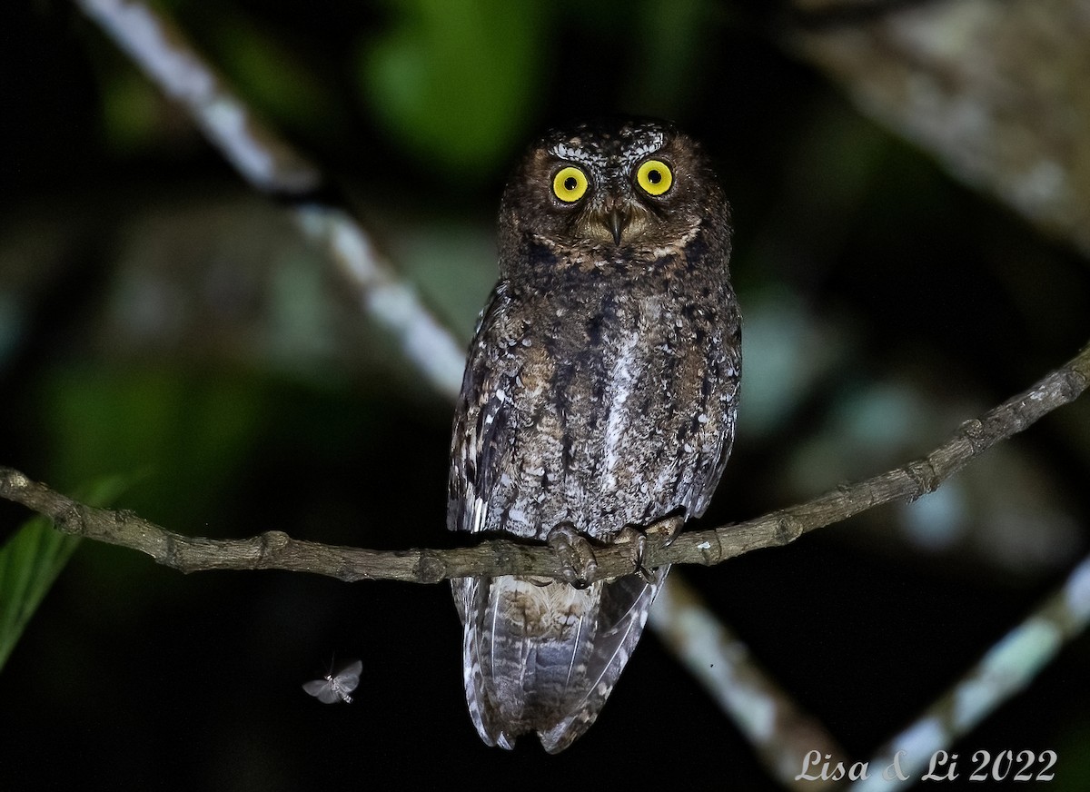 Sulawesi Scops-Owl - Lisa & Li Li