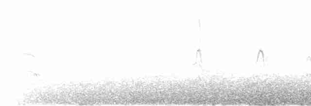 Common Tern - ML471046241