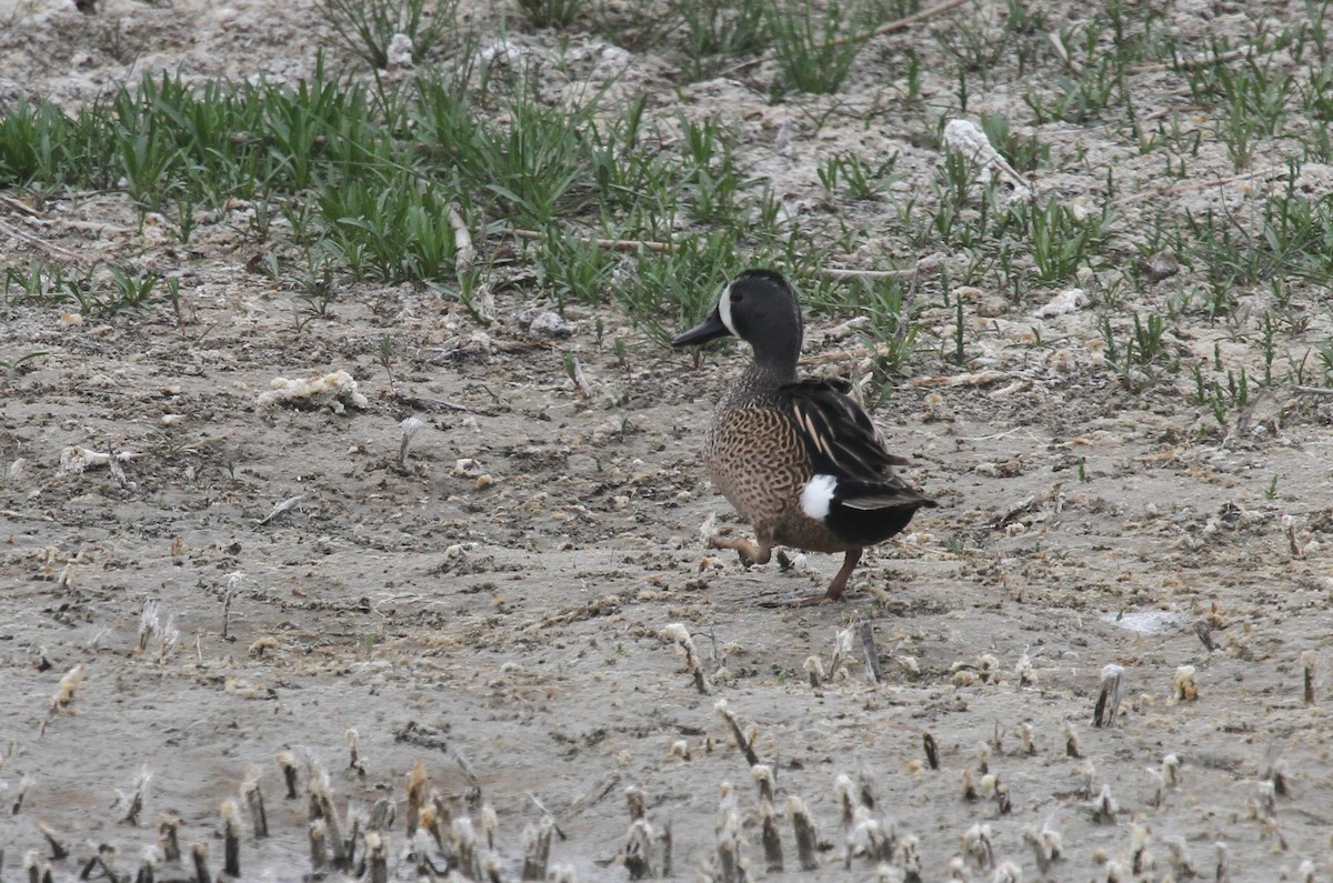 Blue-winged Teal - ML471046661