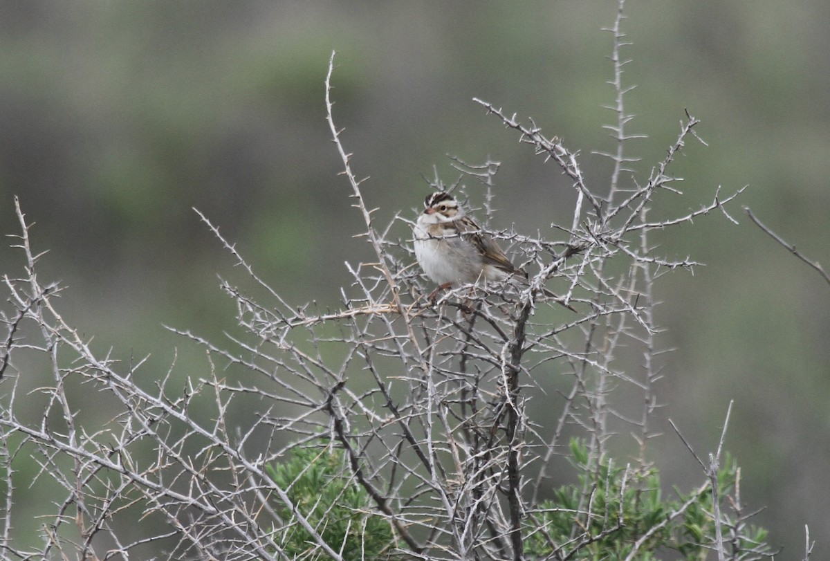 Clay-colored Sparrow - ML471047311
