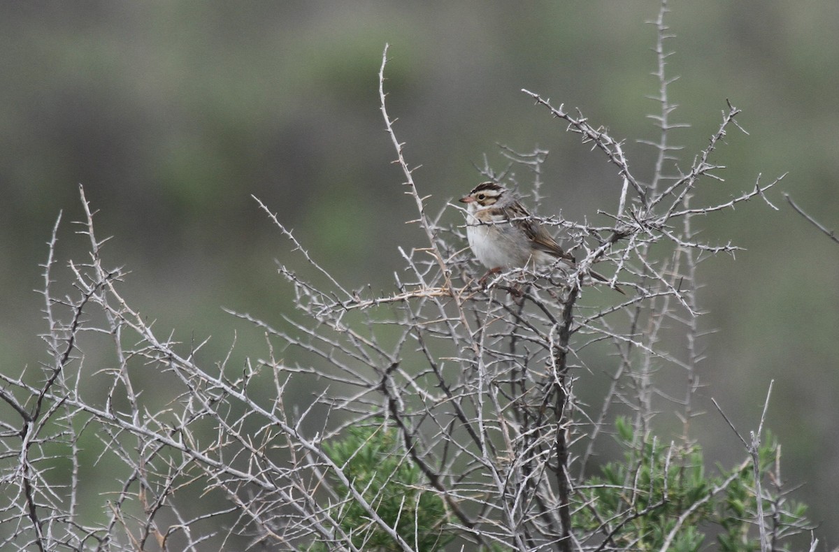 Clay-colored Sparrow - ML471047321