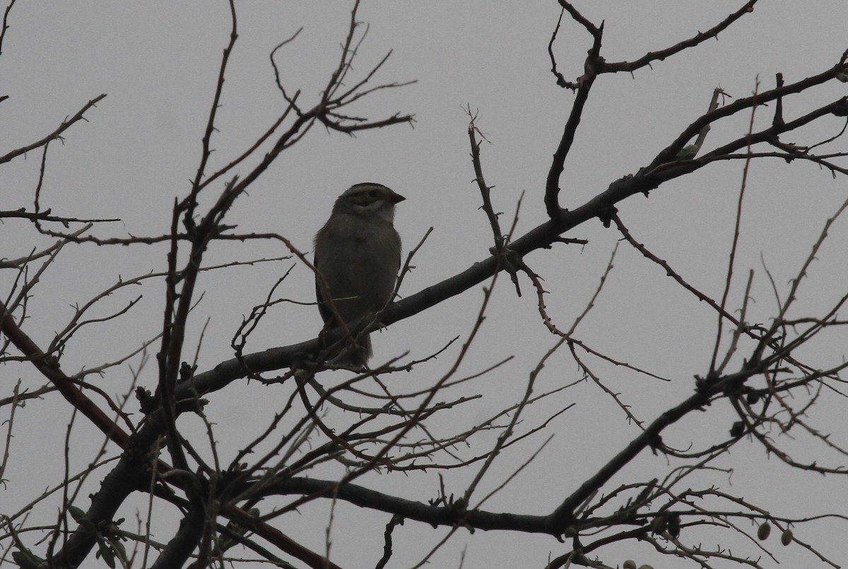 Clay-colored Sparrow - ML471047331