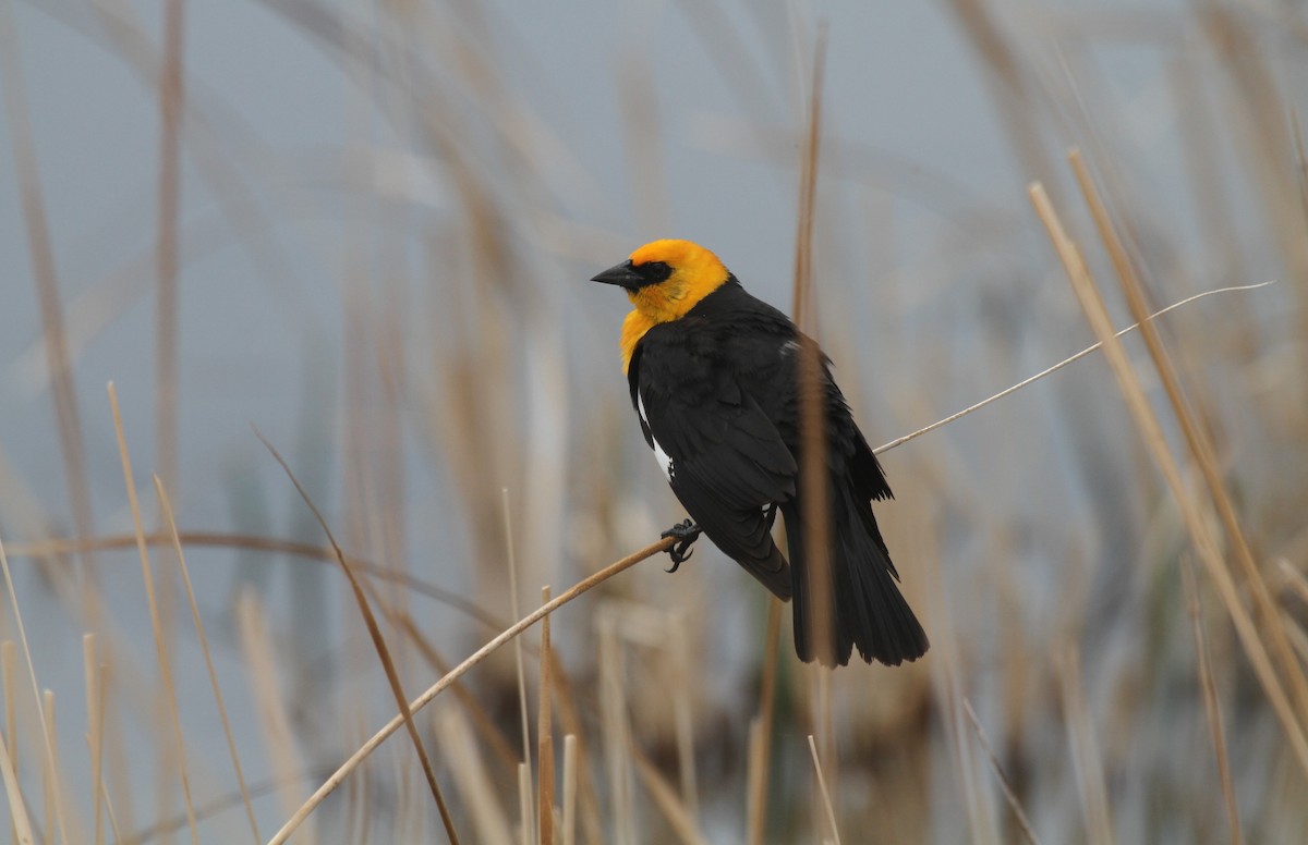 Yellow-headed Blackbird - ML471048241