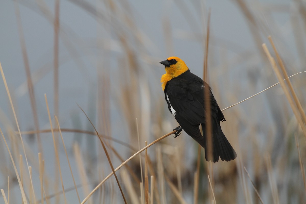 Yellow-headed Blackbird - ML471048261