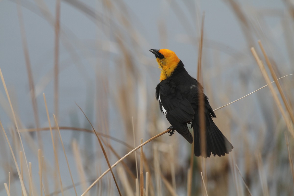Yellow-headed Blackbird - ML471048271