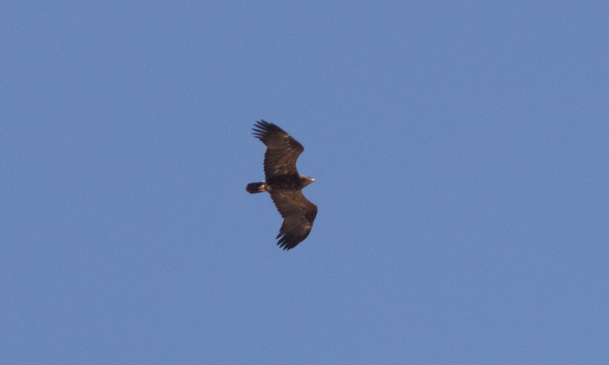 Lesser Spotted Eagle - ML471049791