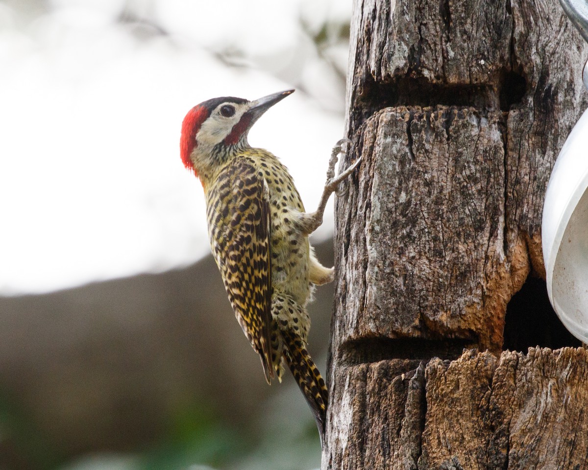 Green-barred Woodpecker - ML471056991