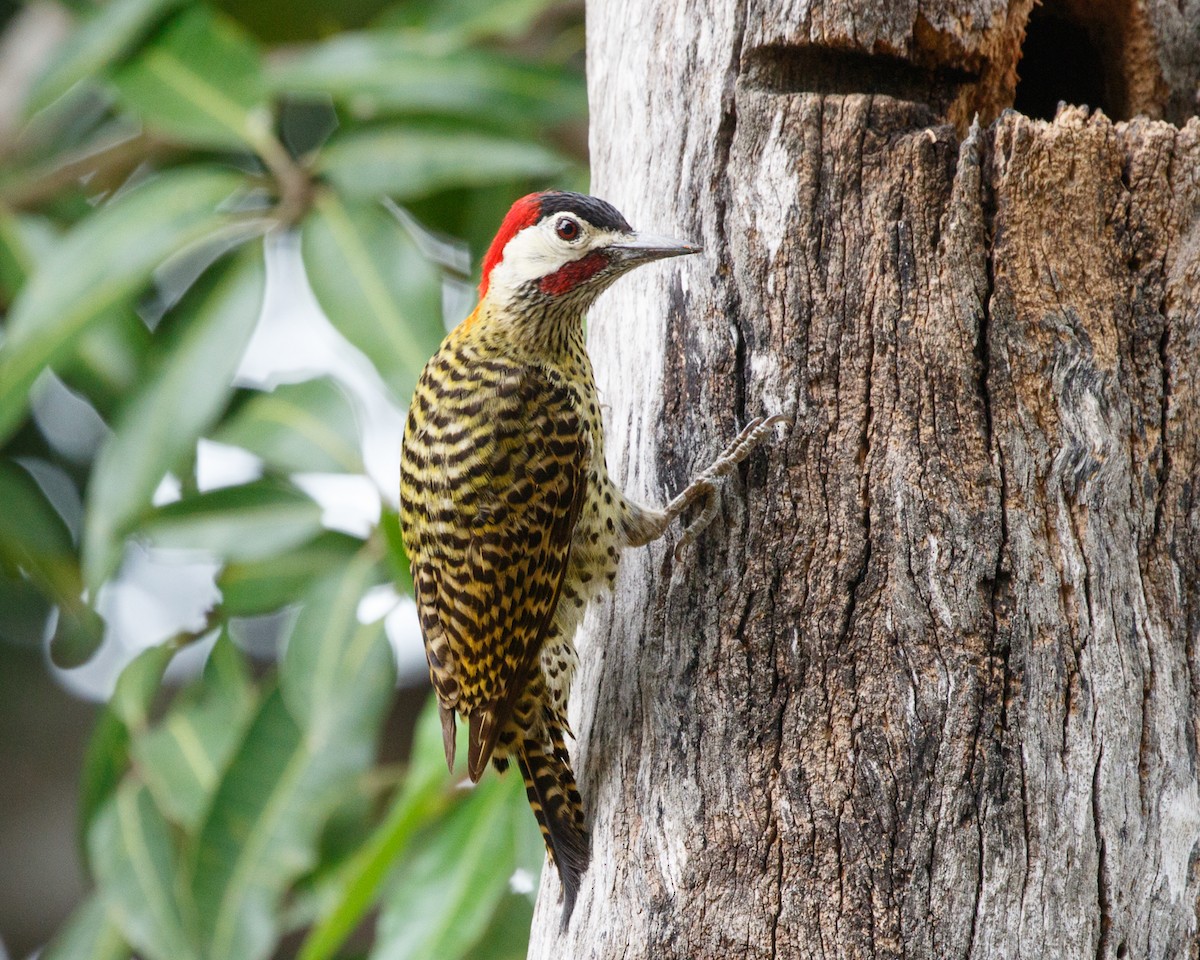 Green-barred Woodpecker - ML471057101