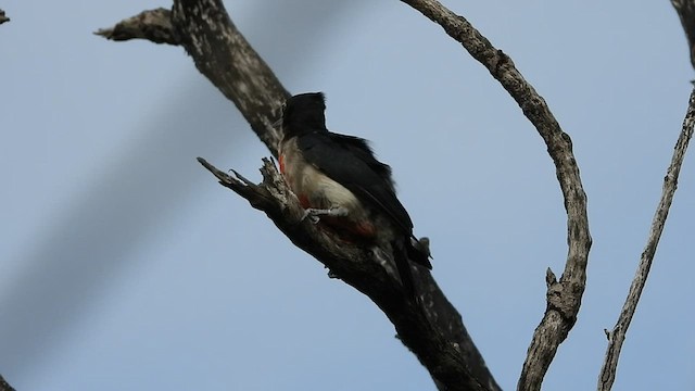 Puerto Rican Woodpecker - ML471058721